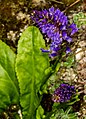 Wulfenia blecicii