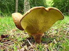 Boletinellus merulioides (Boletinellaceae).