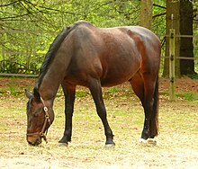 Photo d'un cheval mangeant de l'herbe, à l'arrière-plan une forêt