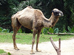 Egypúpú teve (Camelus dromedarius)