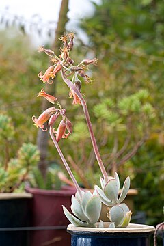 Description de l'image Cotyledon orbiculata 2.jpg.