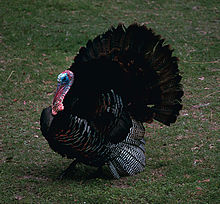 EasternWildTurkey.jpg