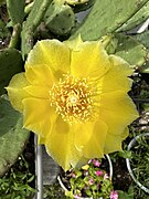 The flower on a cactus