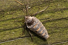 Alsophila pometaria, wingless adult female