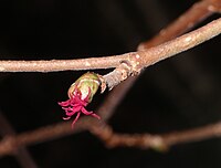 Vrouwelijke bloemen van de eenhuizige hazelaar