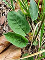 basal leaf detail of Hieracium hypochoeroides subsp. parvimaculatum (Joch.Müll.) Greuter with typical leaf spotting