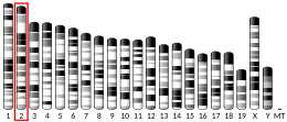 Chromosome 2 (souris)