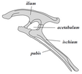 Ornithischia-pelvisstruktuur (linkerkant).