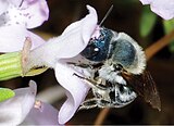 Blue calamintha bee