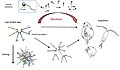 Image 93 Diagram of a mycoloop (fungus loop) Parasitic chytrids can transfer material from large inedible phytoplankton to zooplankton. Chytrids zoospores are excellent food for zooplankton in terms of size (2–5 μm in diameter), shape, nutritional quality (rich in polyunsaturated fatty acids and cholesterols). Large colonies of host phytoplankton may also be fragmented by chytrid infections and become edible to zooplankton. (from Marine fungi)