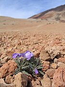 Petite fleur violette poussant à travers un gravier de ponce autrement dénué de végétation.