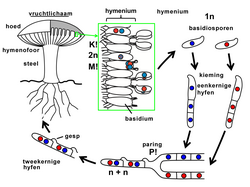 Levenscyclus Agaricus-soorten, zoals van de champignon. P=paring, K=karyogamie, M=meiose.