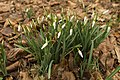 Galanthus