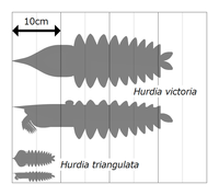 Size comparison of the two species