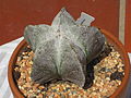 Astrophytum myriostigma