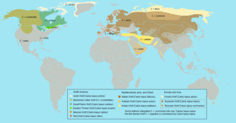 Geographische Verbreitung der natürlichen Unterarten des Wolfes (Canis lupus)