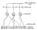 Plan de l'organisation des neurones dans le bulbe olfadctif.