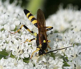 Metopius sp.