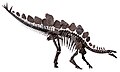 Fosil de Stegosaurus