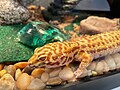 Leopard gecko