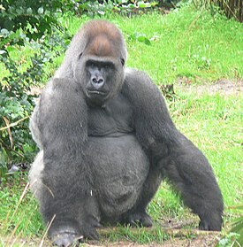 Urospuolinen läntinentasankogorilla (Gorilla gorilla gorilla)