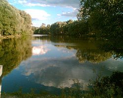A pond in the village of Papsuyevka, Pochepsky District
