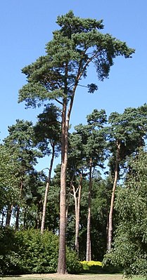 En Föörenbosk (Pinus sylvestris)