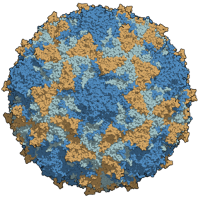 Capsid loại vi rút bại liệt loại 3 có màu theo chuỗi