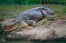 Saltwater crocodile (Crocodylus porosus)