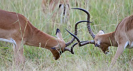 Vegtende rooibokramme in die Mikumi Nasionale Park, Tanzanië