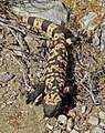 Helodermatidae (Gila monster Heloderma suspectum)