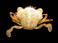 Liocarcinus pusillus, petit Portune