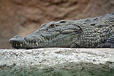 Nile crocodile (Crocodylus niloticus)