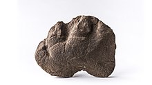 Roche contenant une empreinte de pas fossilisée d'un gorgonopsien.