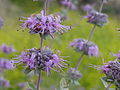 Salvia leucophylla