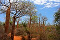 Image 21Spiny forest at Ifaty, Madagascar, featuring various Adansonia (baobab) species, Alluaudia procera (Madagascar ocotillo) and other vegetation (from Ecosystem)
