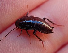 An example of Tryonicus parvus found in Auckland, New Zealand. They are common under logs and planks lying in gumland scrub. Are capable of emitting an unpleasant smell when handled.