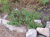 Vitis rupestris growing in Southern France.