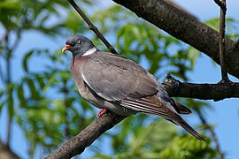 Columba palumbus