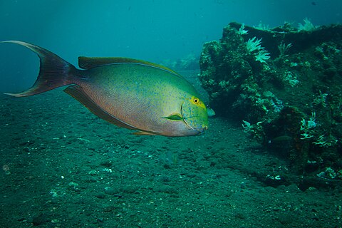 Eungkôt cabéh marang (Acanthurus xanthopterus) (rayek gamba: 5.472 × 3.648)