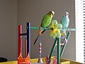 two budgerigar