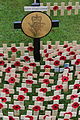 Croix du coquelicot pour les morts, Cénotaphe de Belfast