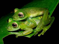 Espadarana prosoblepon in Amplexus