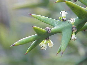 Colletia spinosissima