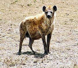 Gevlekte hyena