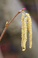 Small bud-like female flowers and hanging male catkins