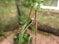 H. erato caterpillar