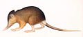 Solenodon paradoxus