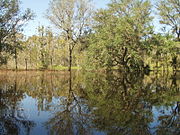 Backflow from Peace River after hurricanes