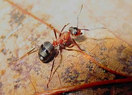 Rudoji miško skruzdėlė (Formica rufa)